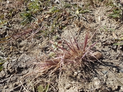 Cleistogenes squarrosa