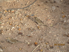 Passer domesticus