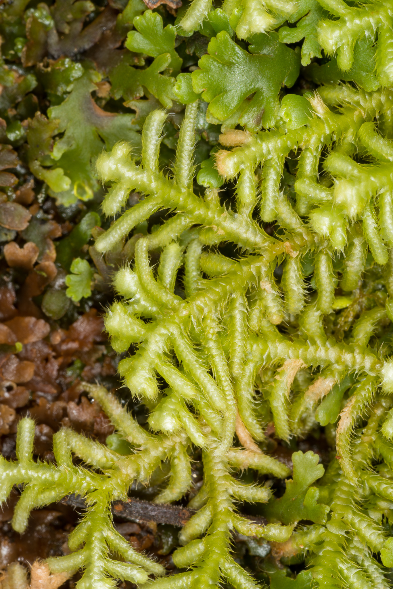 Lepidozia setigera
