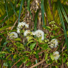 Metrosideros albiflora