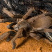 Queensland Whistling Tarantula - Photo (c) Robert Whyte, some rights reserved (CC BY-NC-ND)