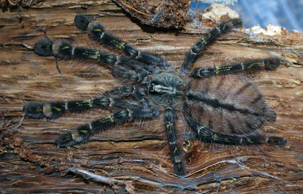 Mygale ornementale à ardoise rouge (Poecilotheria rufilata)