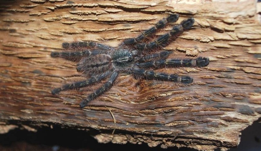 Mygale ornementale à ardoise rouge (Poecilotheria rufilata)