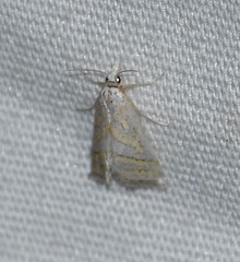 Leptosteges parthenialis