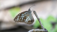 Parantica aglea aglea