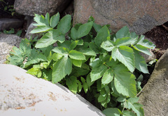 Angelica archangelica litoralis