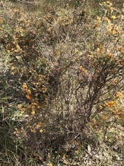 Pultenaea laxiflora