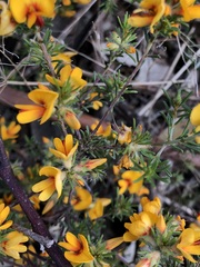 Pultenaea laxiflora