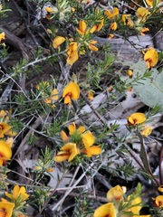 Pultenaea laxiflora