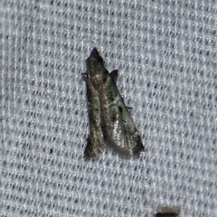 Cacotherapia flexilinealis