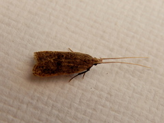Lecithocera imprudens