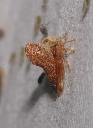 Sycamore Treehopper photo 3