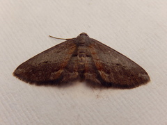 Hypomecis pallidiscaria