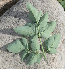 Angelica archangelica litoralis