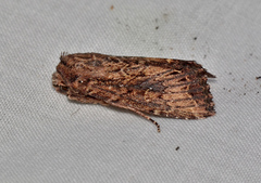 Dasygaster ligniplena