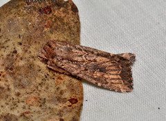 Dasygaster ligniplena