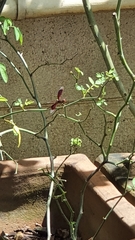 Neurothemis fluctuans