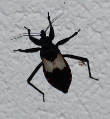 Microtomus luctuosus