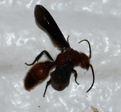 Sphaeropthalma boweri