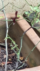 Neurothemis fluctuans