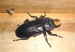 Mallodon chevrolatii