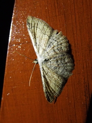 Cyclophora coecaria