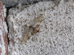 Azochis rufidiscalis