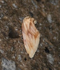 Chamaeclea basiochrea