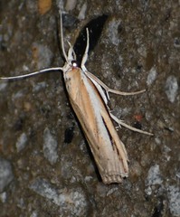 Thaumatopsis floridella