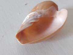 Cymbium olla