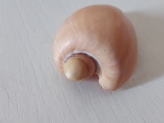 Cymbium olla