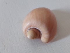 Cymbium olla