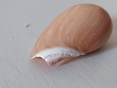 Cymbium olla