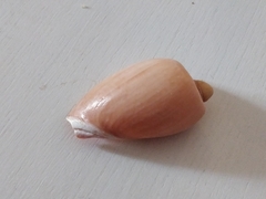Cymbium olla