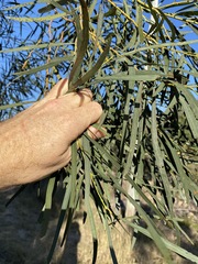 Acacia neriifolia