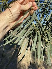 Acacia neriifolia