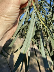 Acacia neriifolia