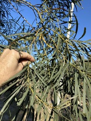Acacia neriifolia