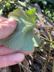 Pelargonium australe