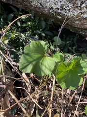 Pelargonium australe