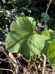 Pelargonium australe