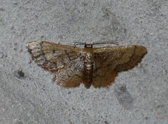 Idaea pervertipennis
