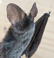 Nyctophilus geoffroyi
