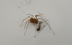 Scytodes univittata