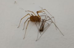 Scytodes univittata