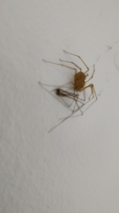 Scytodes univittata
