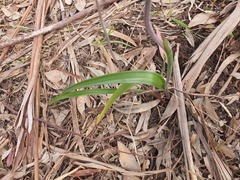 Thelymitra arenaria