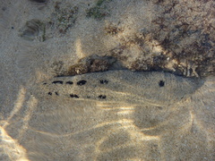 Holothuria atra