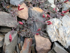 Silene humilis