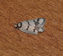 Compsotropha selenias